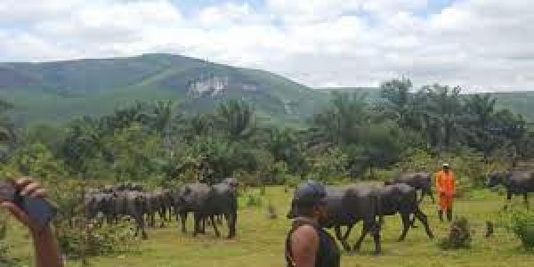 Le Parc naturel de Kinshasa