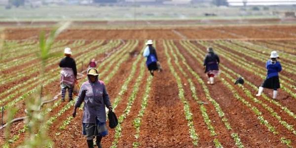 Agriculture 