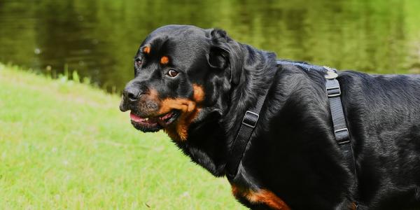 Image illustrative du chien 