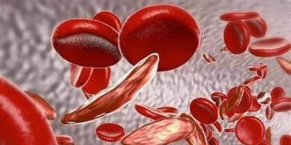 Les globules rouges 