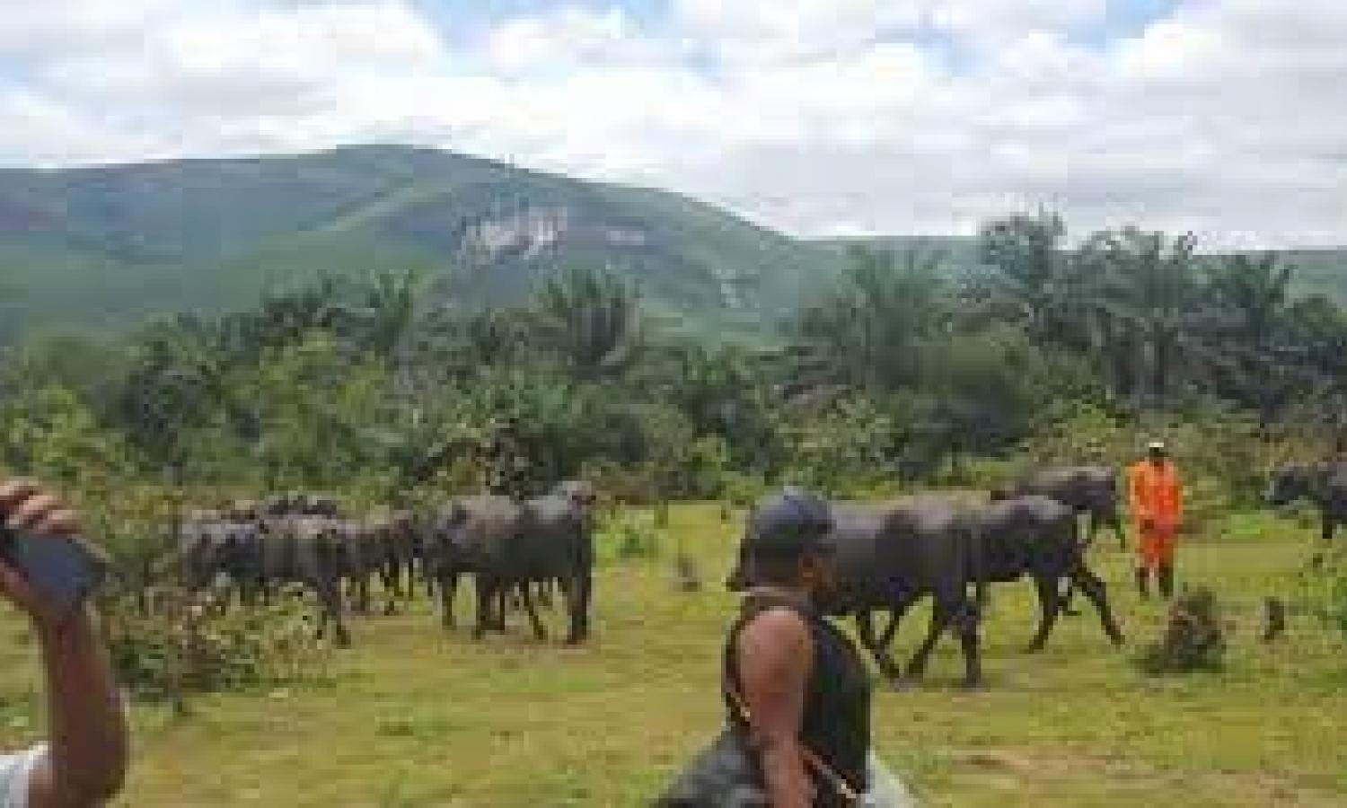 Le Parc naturel de Kinshasa