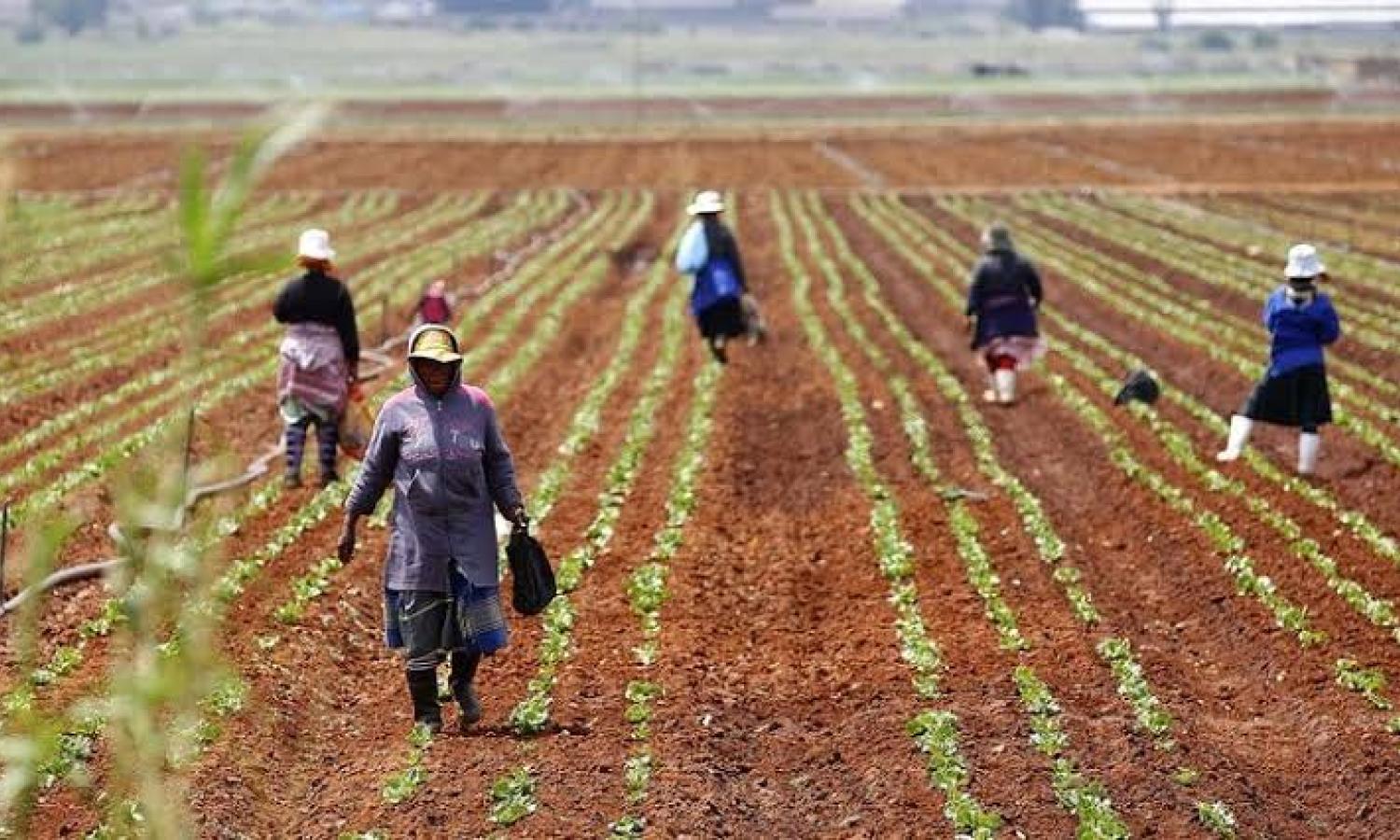 Agriculture 